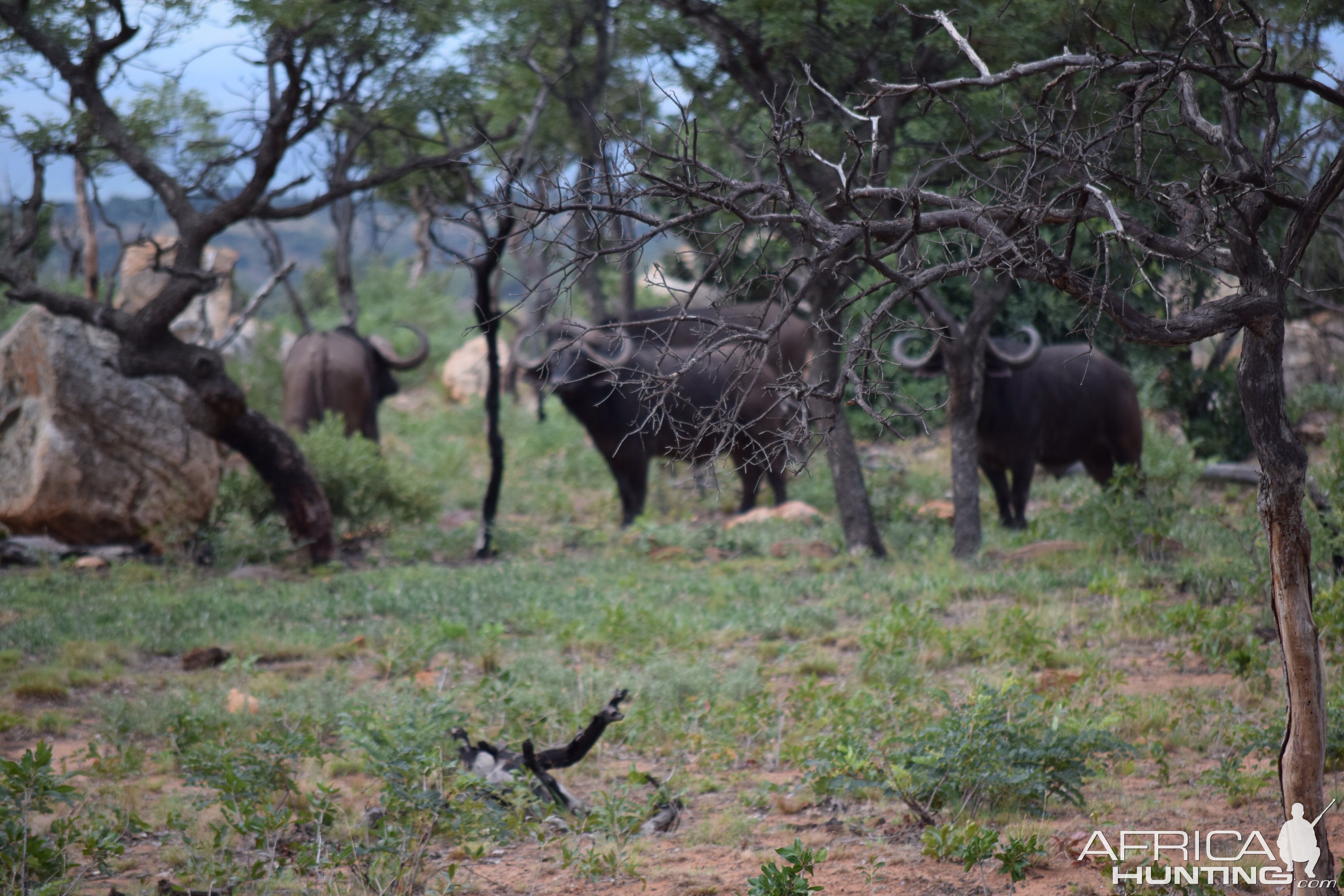 Cape Buffalo sighting South Africa