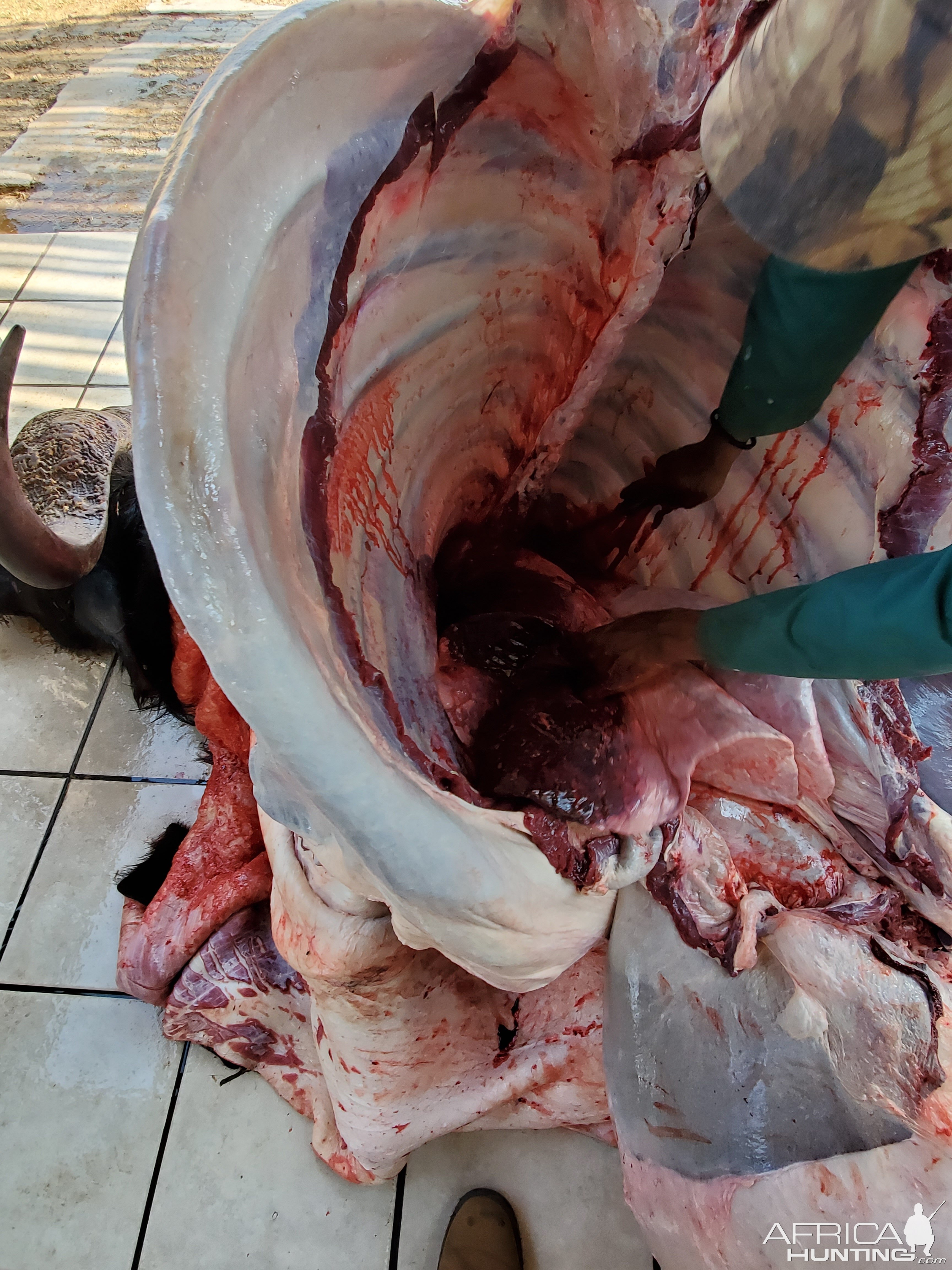 Cape Buffalo single lung shot