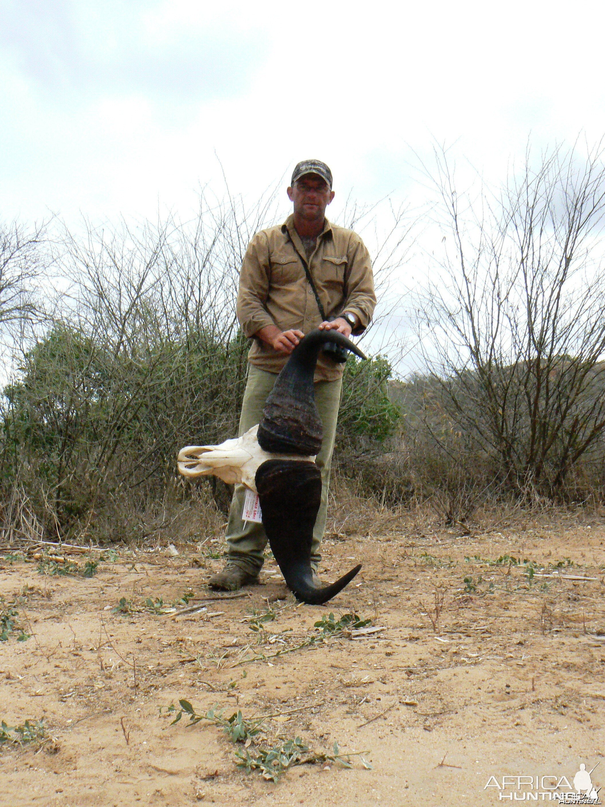 Cape Buffalo skull