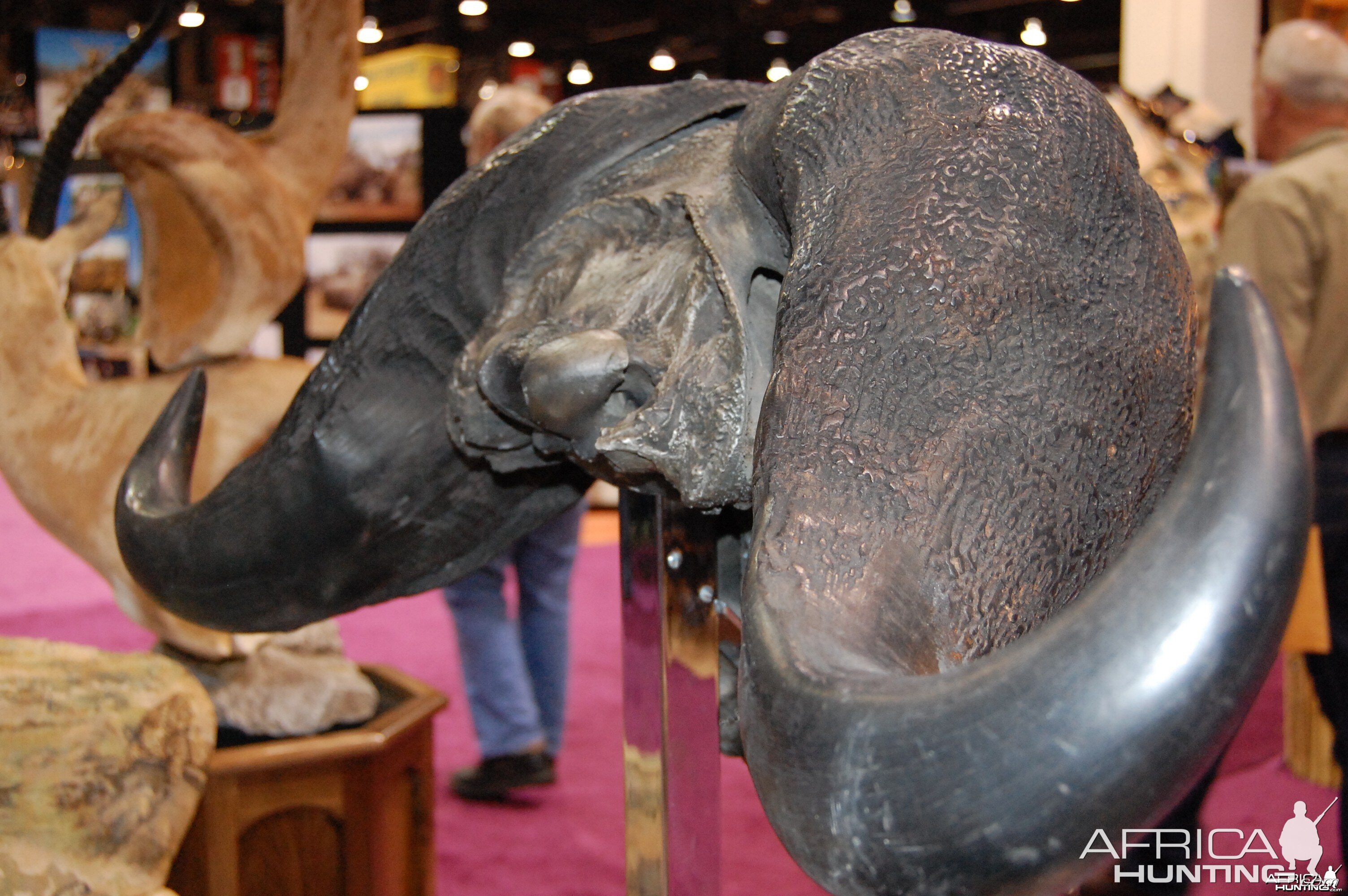 Cape Buffalo Skull