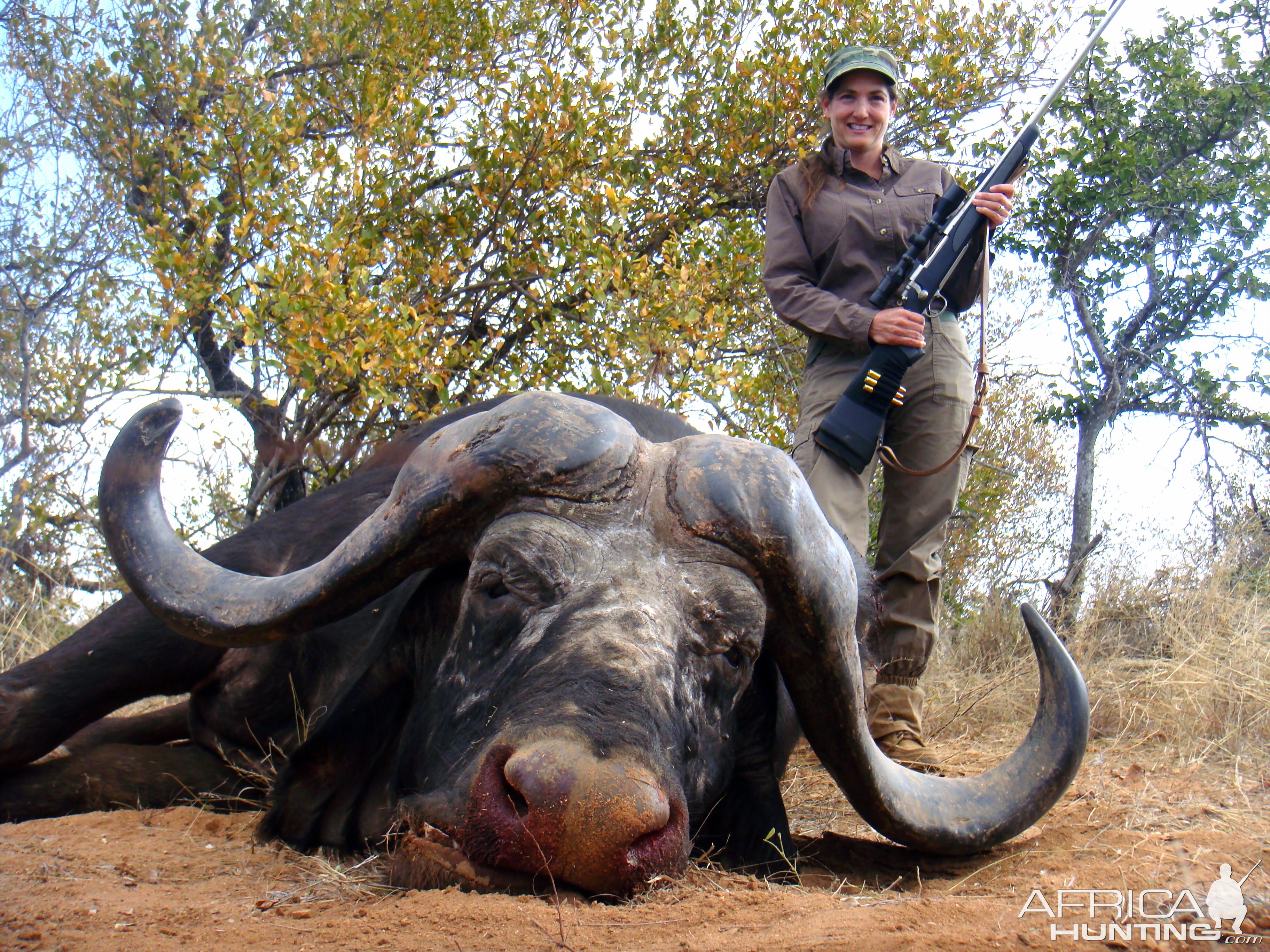 Cape Buffalo South Africa Hunt