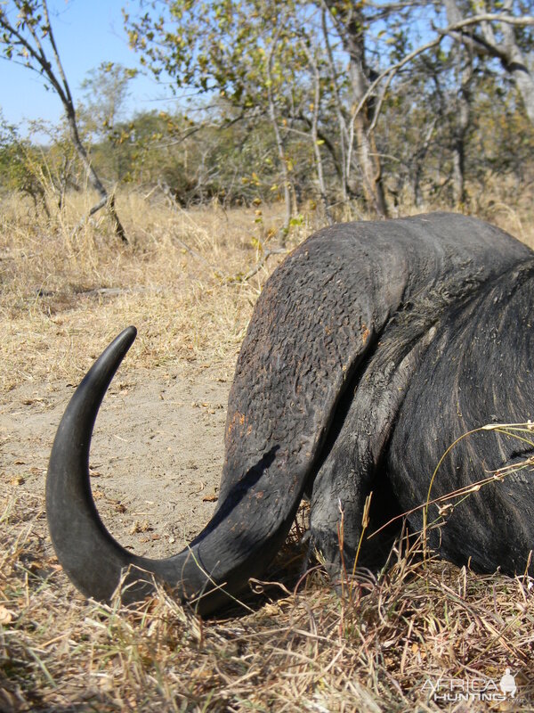 Cape Buffalo South Africa Hunt