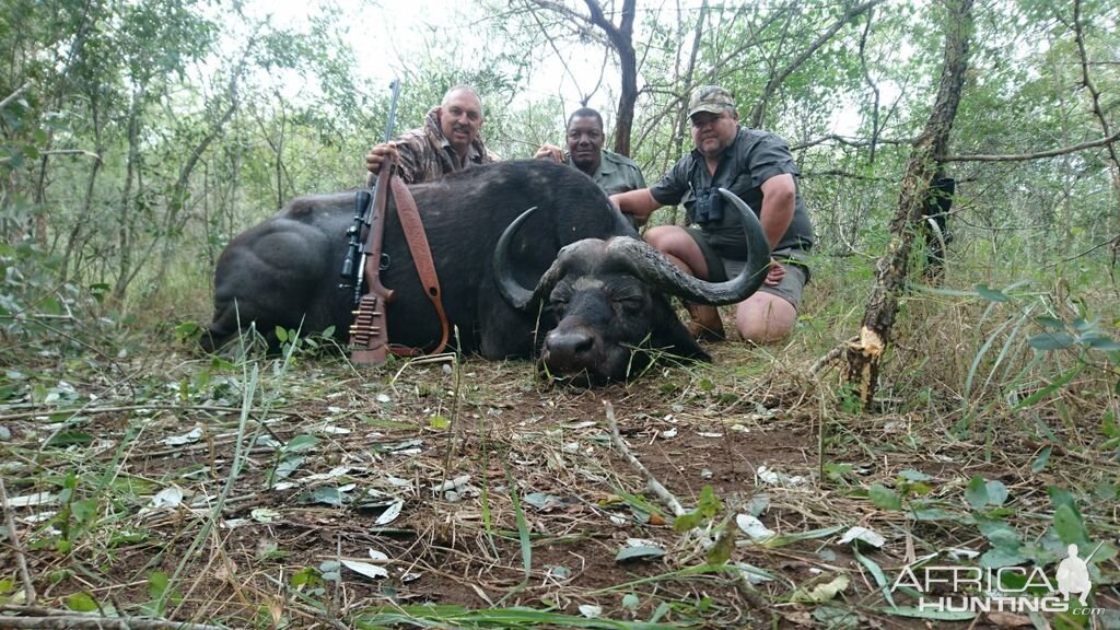 Cape Buffalo South Africa Hunt