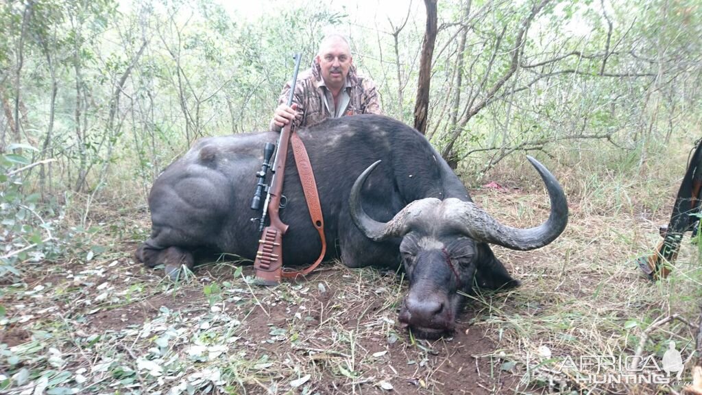 Cape Buffalo South Africa Hunt