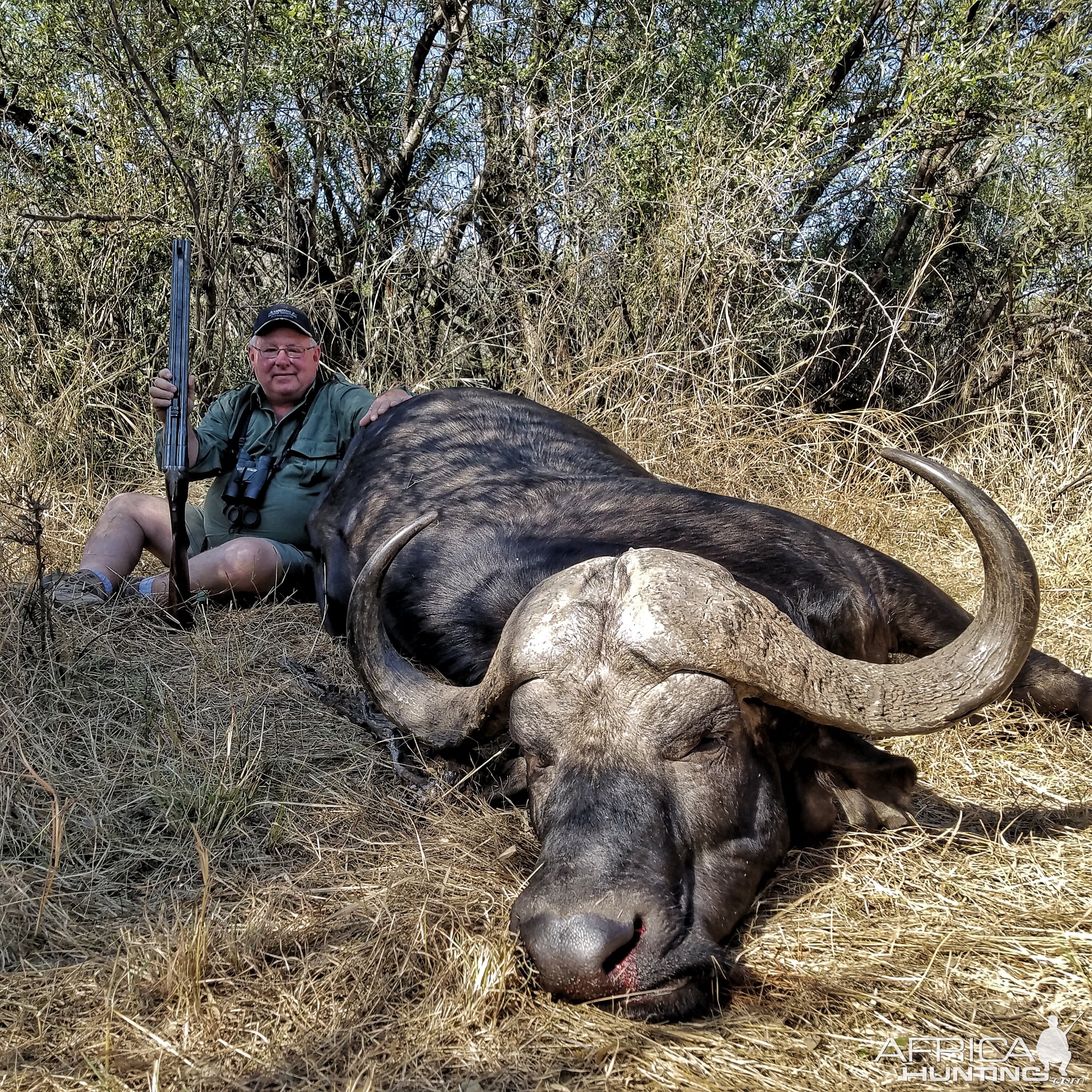 Cape Buffalo South Africa Hunt