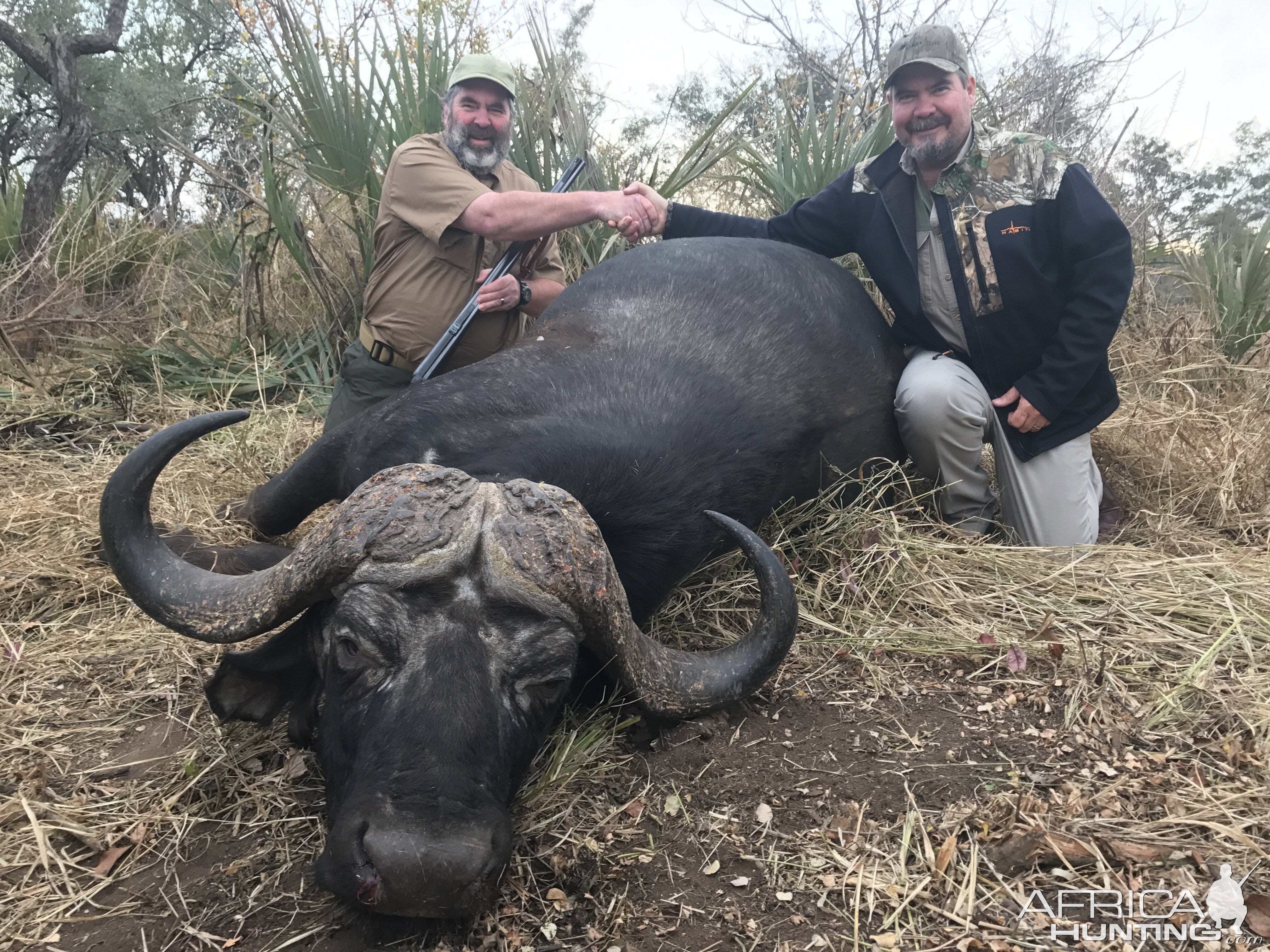 Cape Buffalo South Africa Hunt