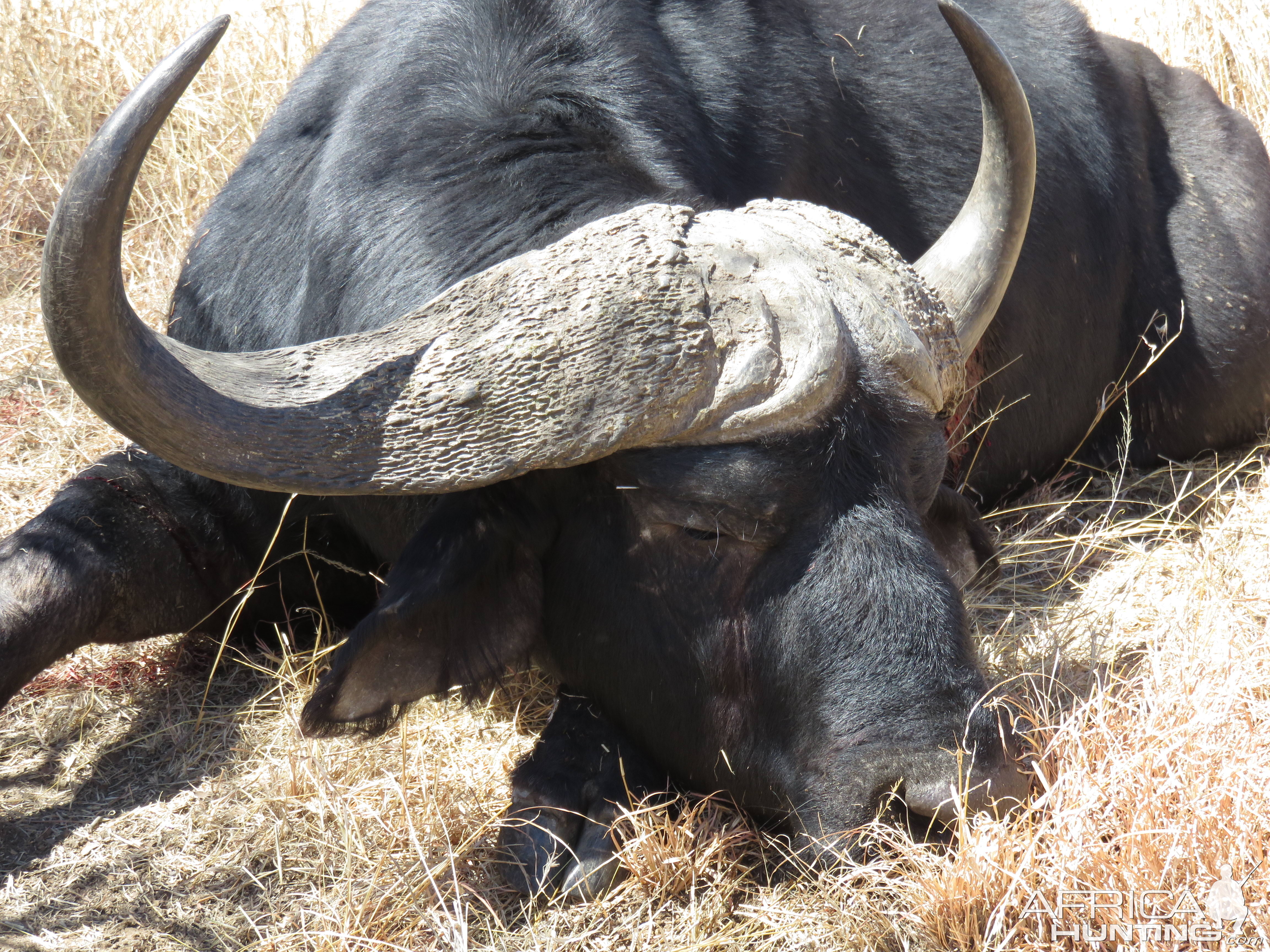 Cape Buffalo South Africa Hunting