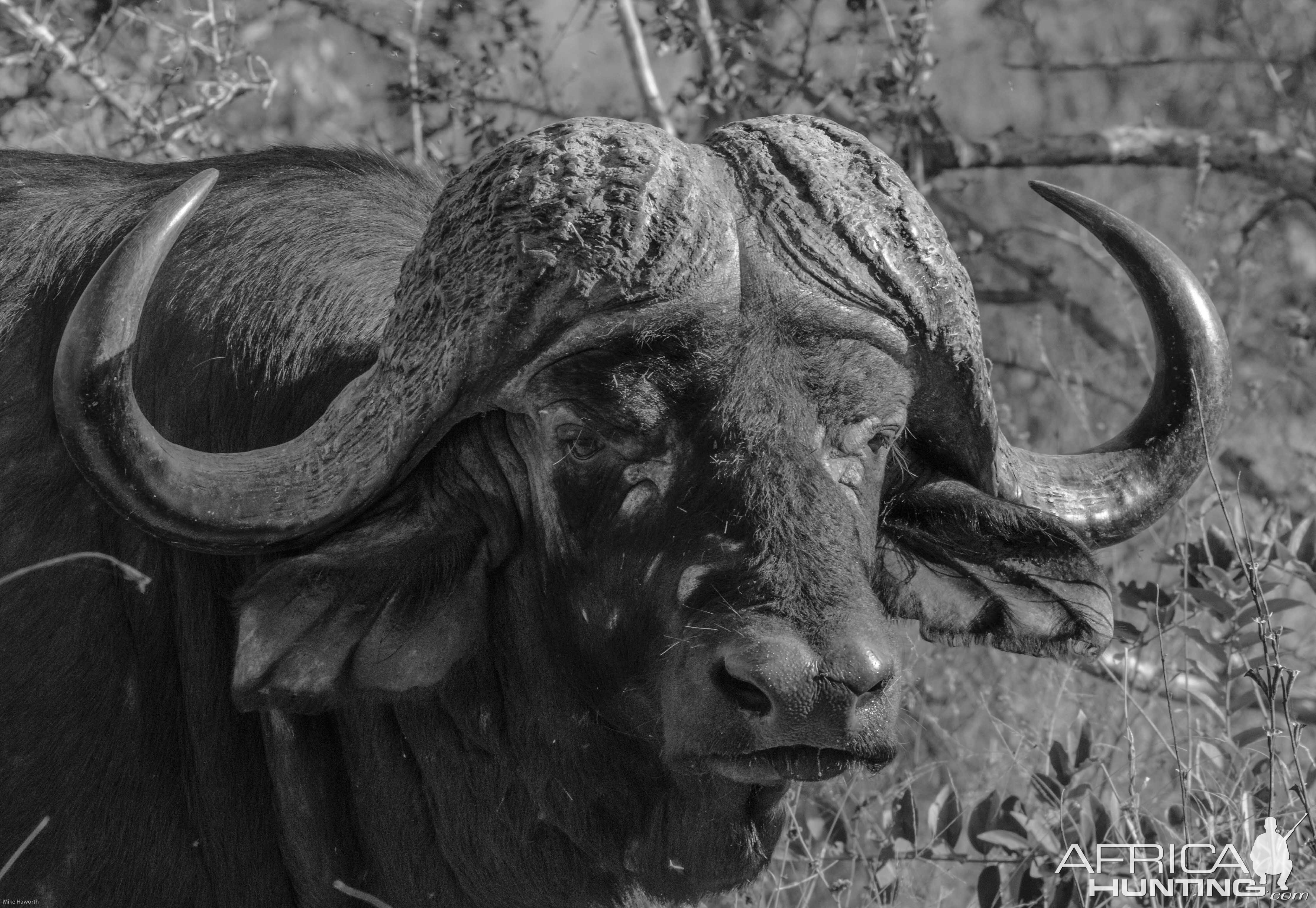 Cape Buffalo South Africa