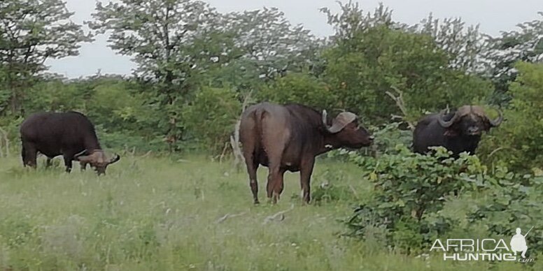 Cape Buffalo South Africa