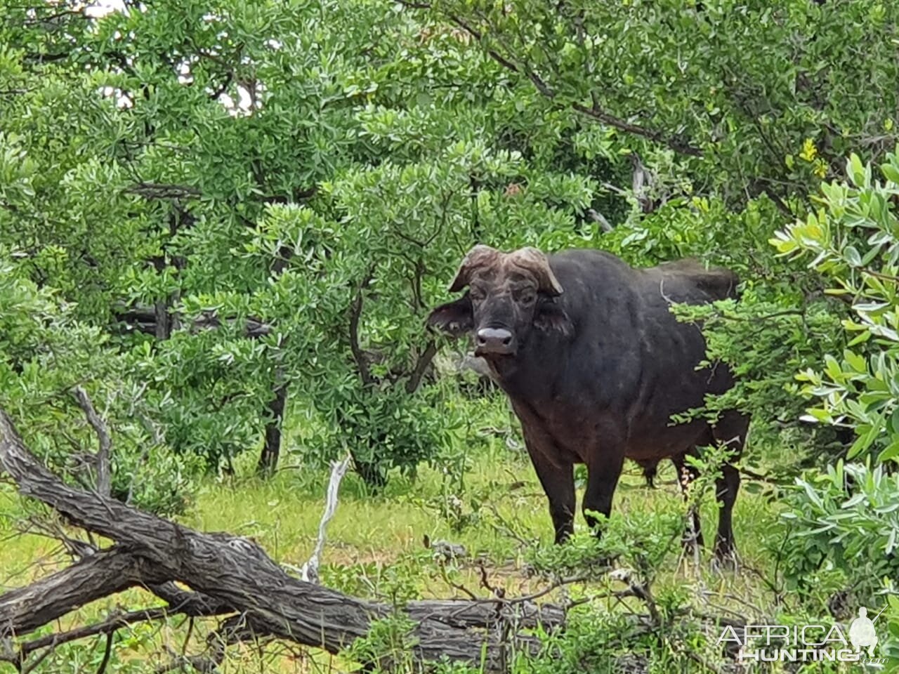 Cape Buffalo South Africa