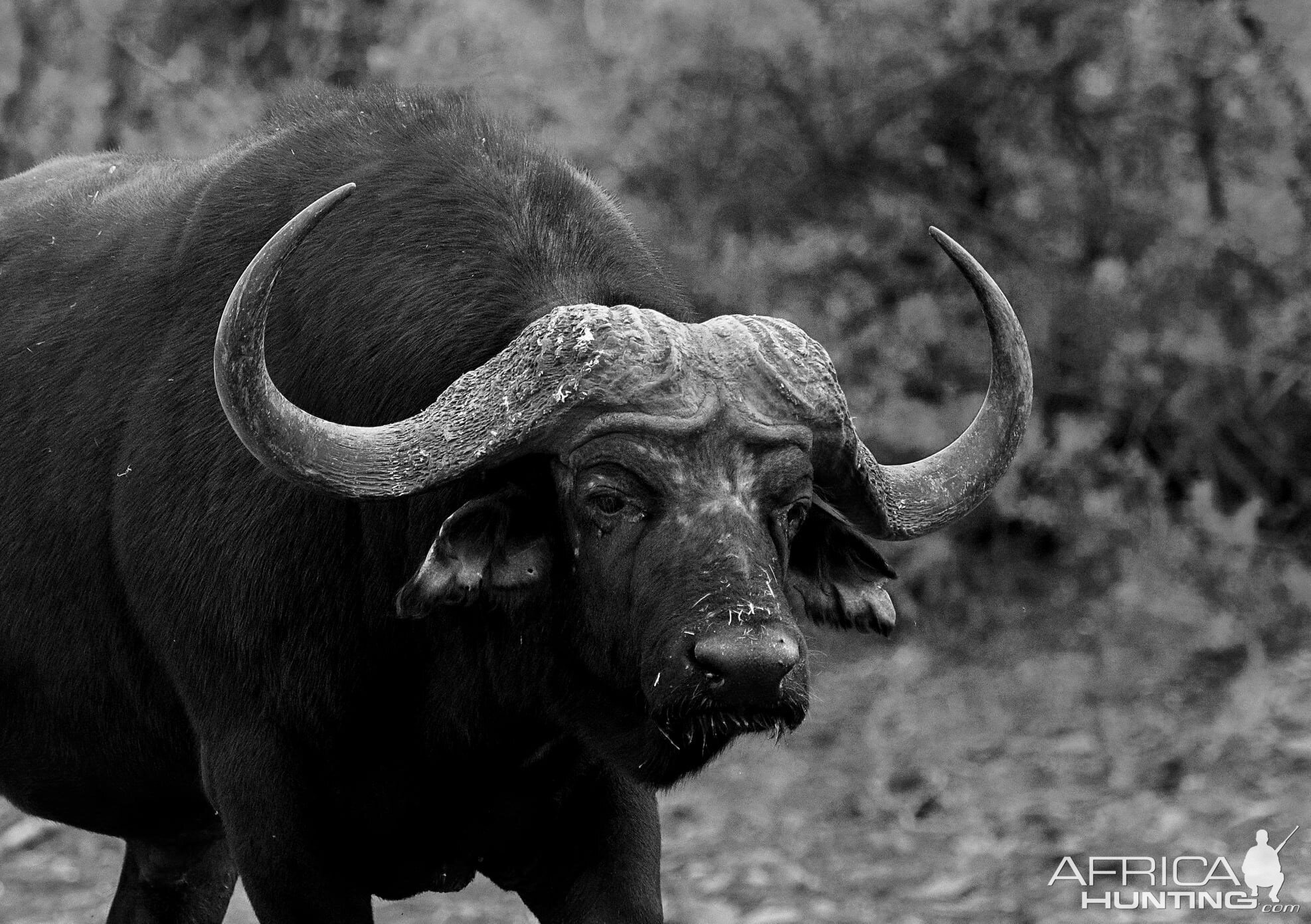 Cape Buffalo South Africa