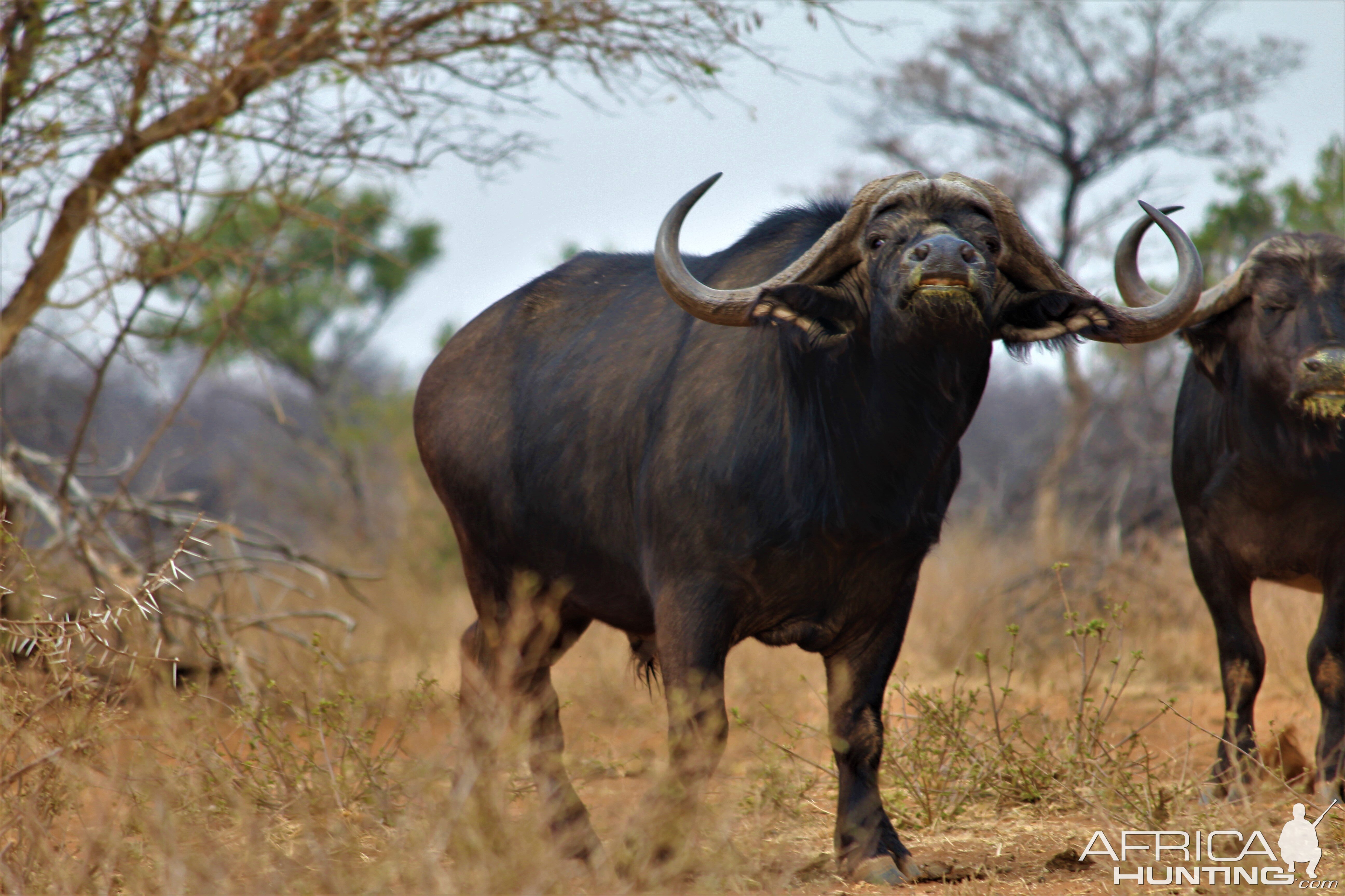 Cape Buffalo South Africa