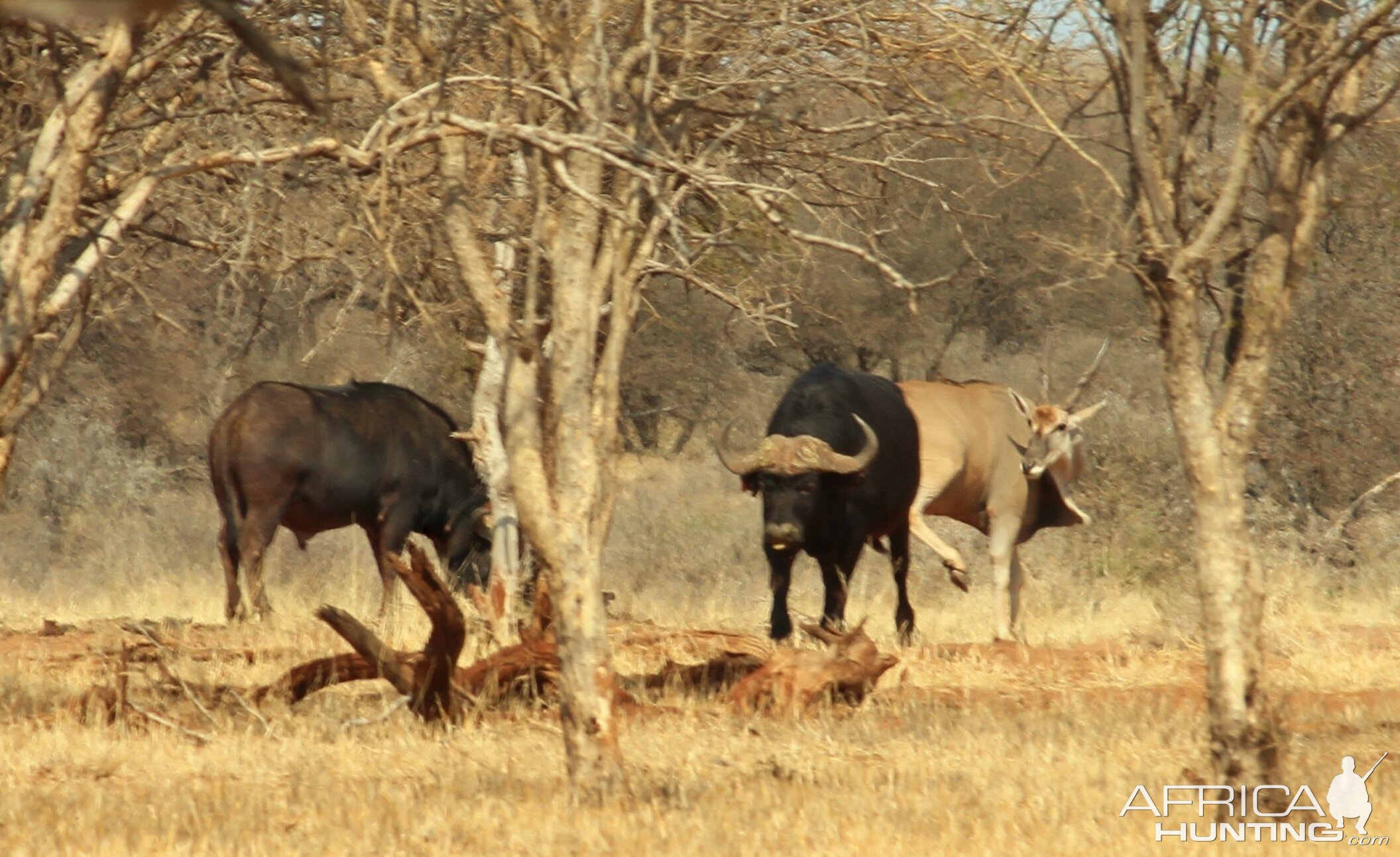 Cape Buffalo South Africa