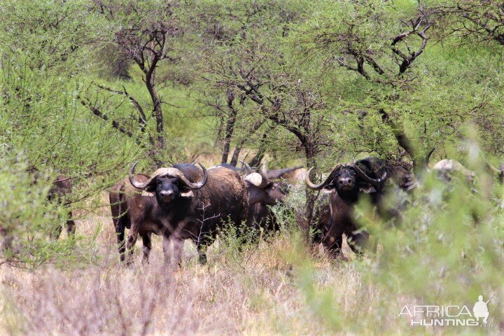 Cape Buffalo South Africa