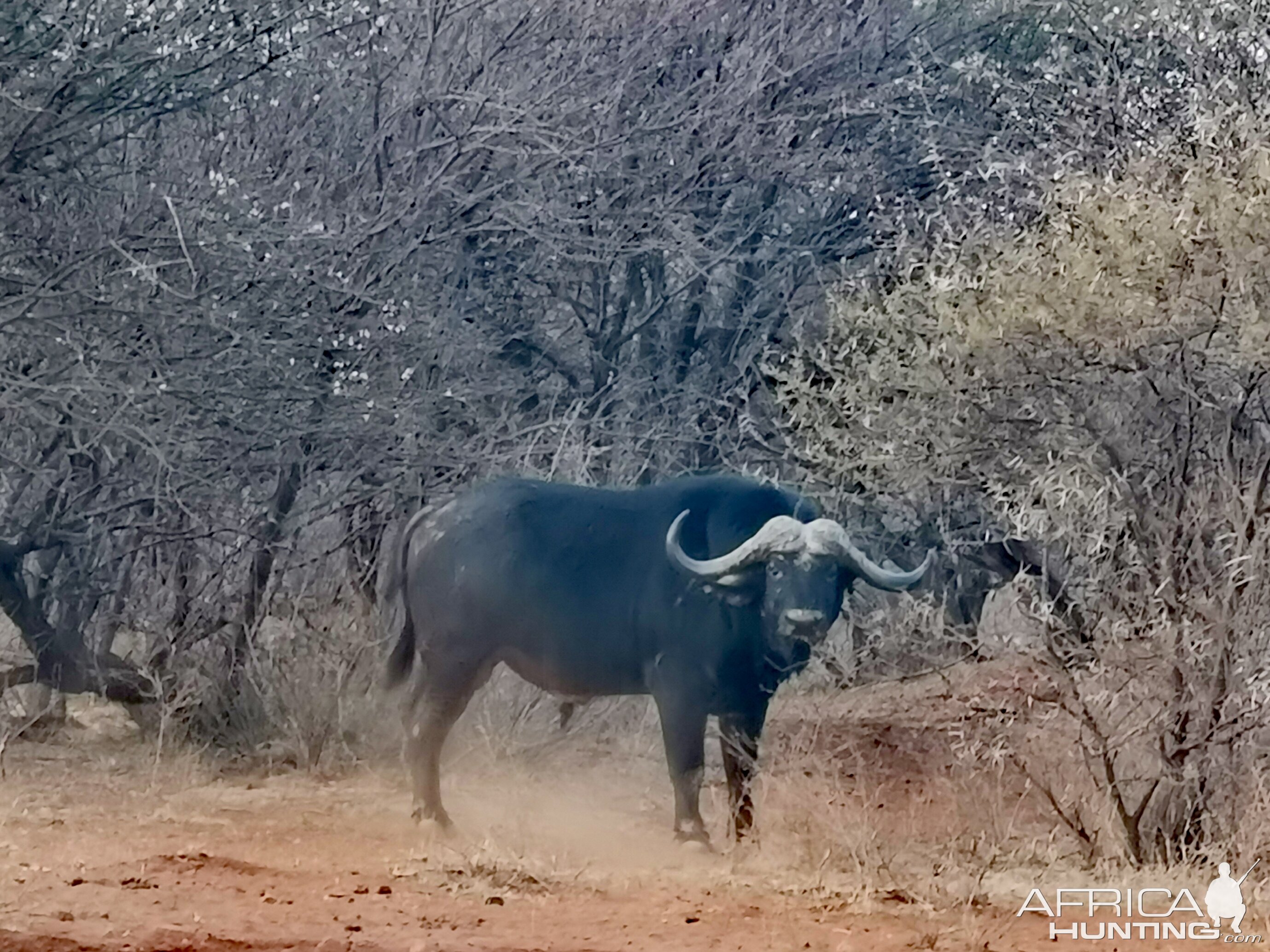 Cape Buffalo South Africa