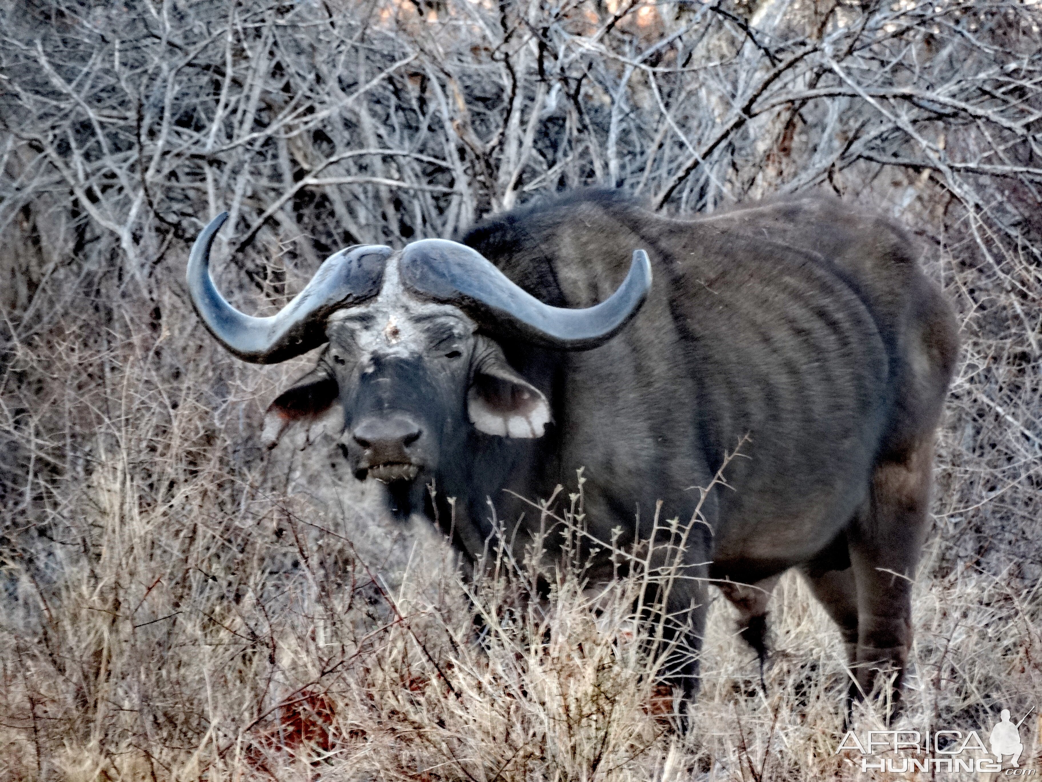 Cape Buffalo South Africa