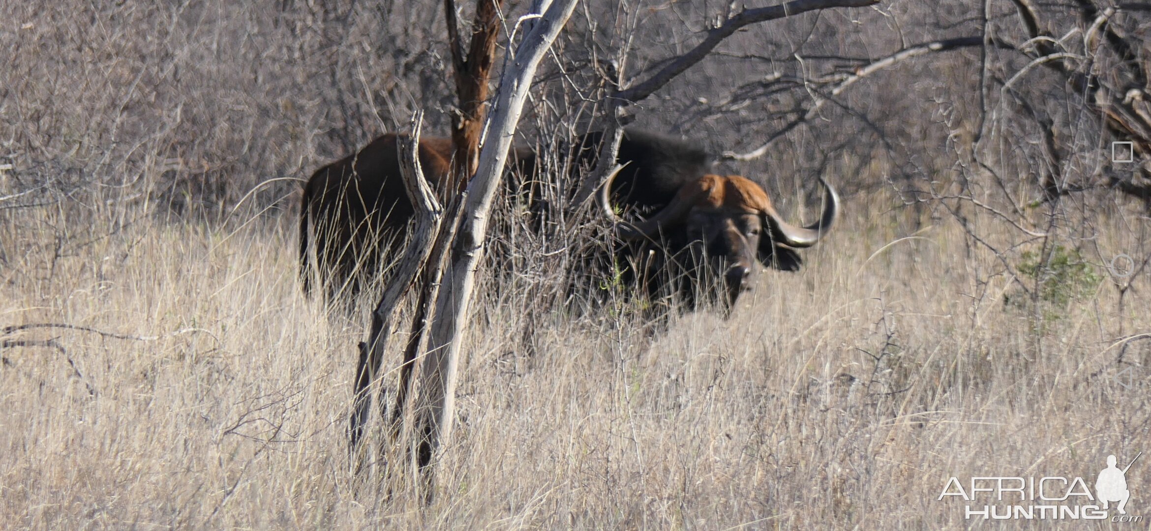 Cape Buffalo South Africa