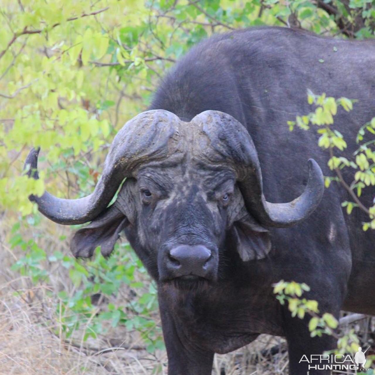 Cape Buffalo South Africa