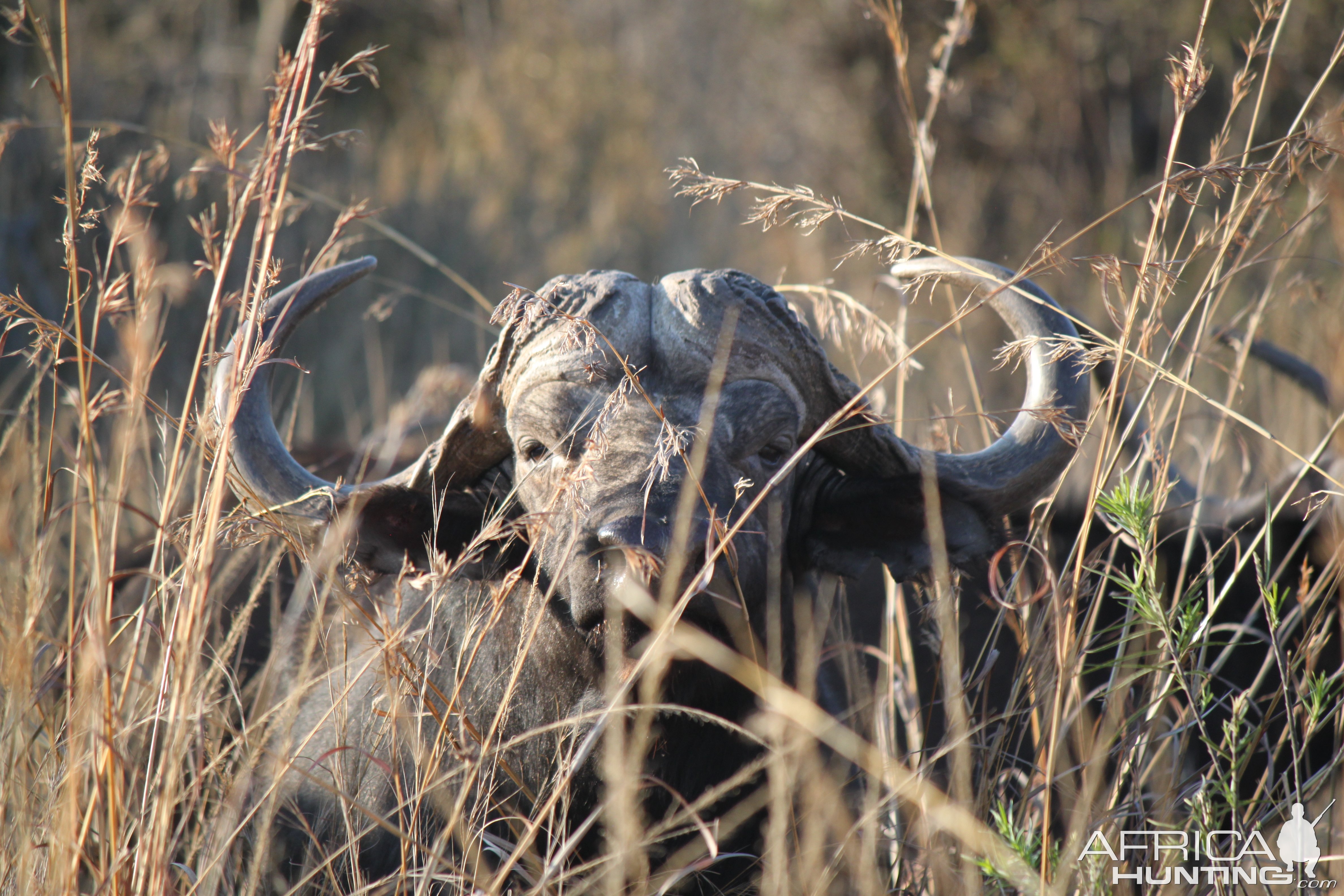 Cape Buffalo South Africa