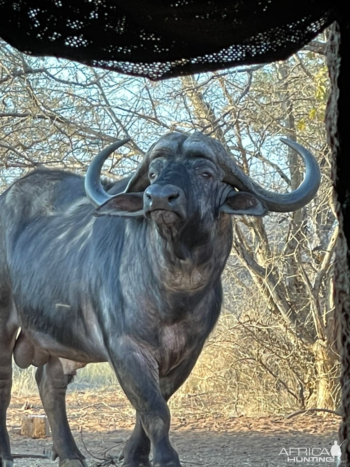 Cape Buffalo South Africa