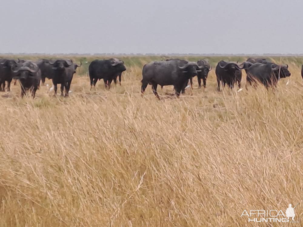 Cape Buffalo South Africa