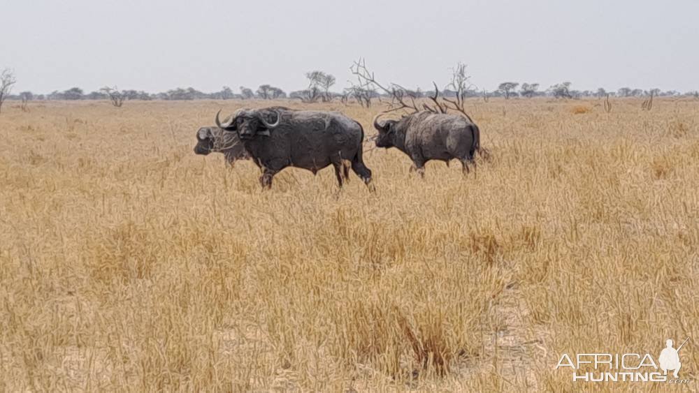 Cape Buffalo South Africa