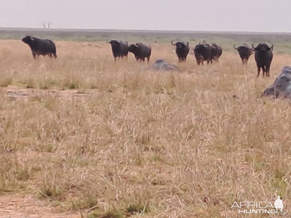 Cape Buffalo South Africa