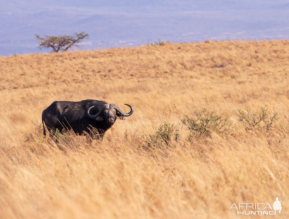 Cape Buffalo South Africa