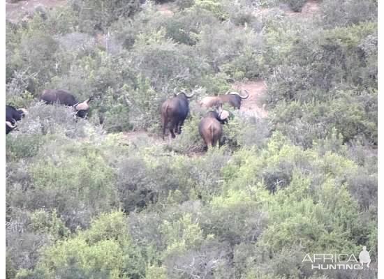 Cape Buffalo South Africa