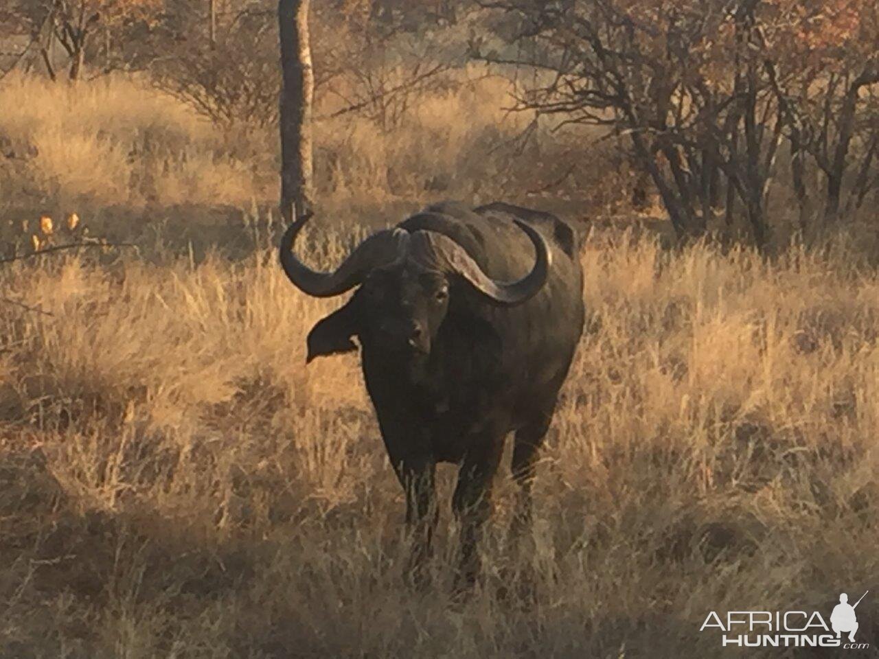 Cape Buffalo South Africa