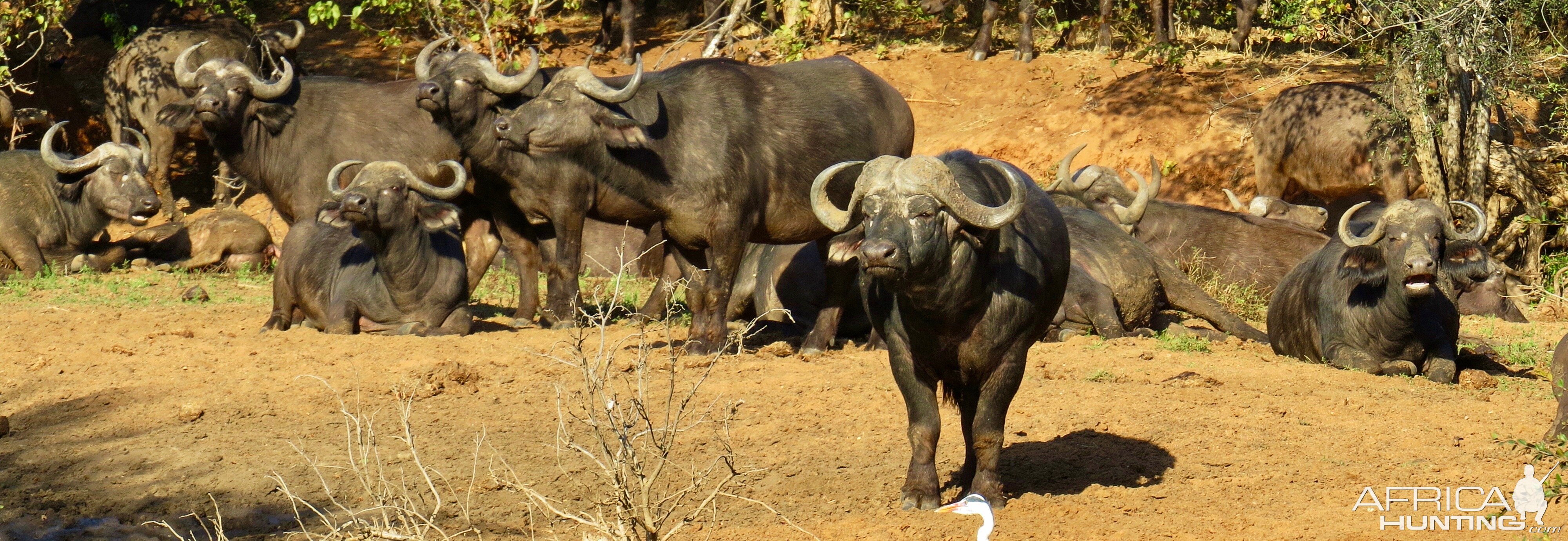 Cape Buffalo South Africa