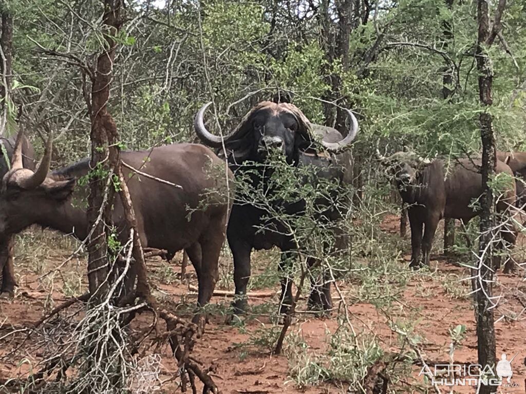 Cape Buffalo South Africa