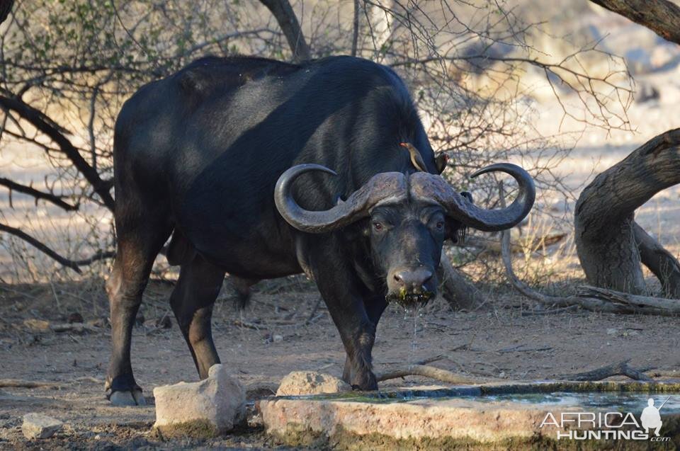 Cape Buffalo South Africa