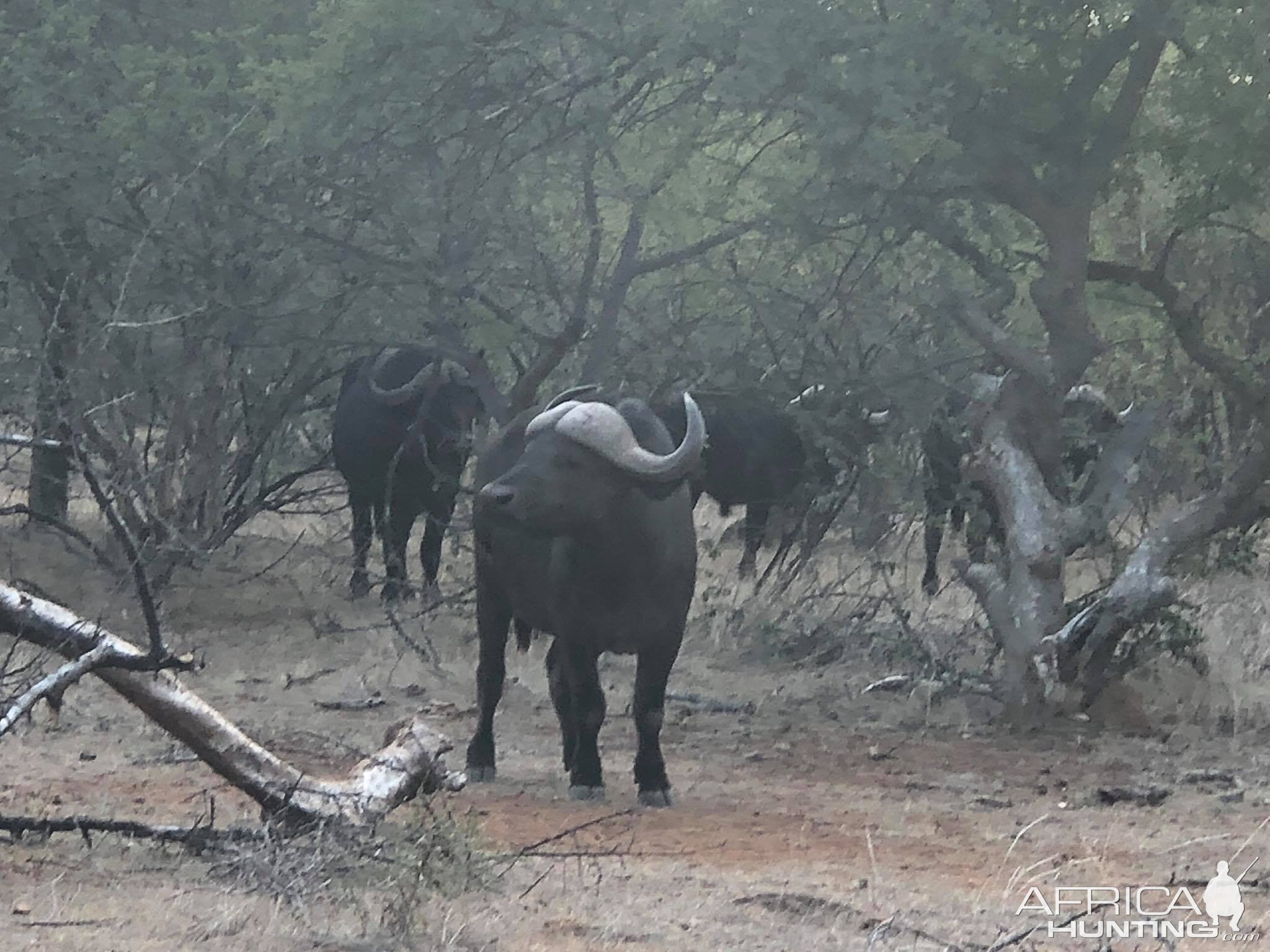 Cape Buffalo South Africa