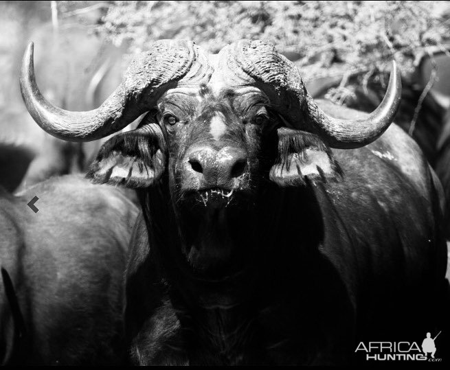 Cape Buffalo South Africa