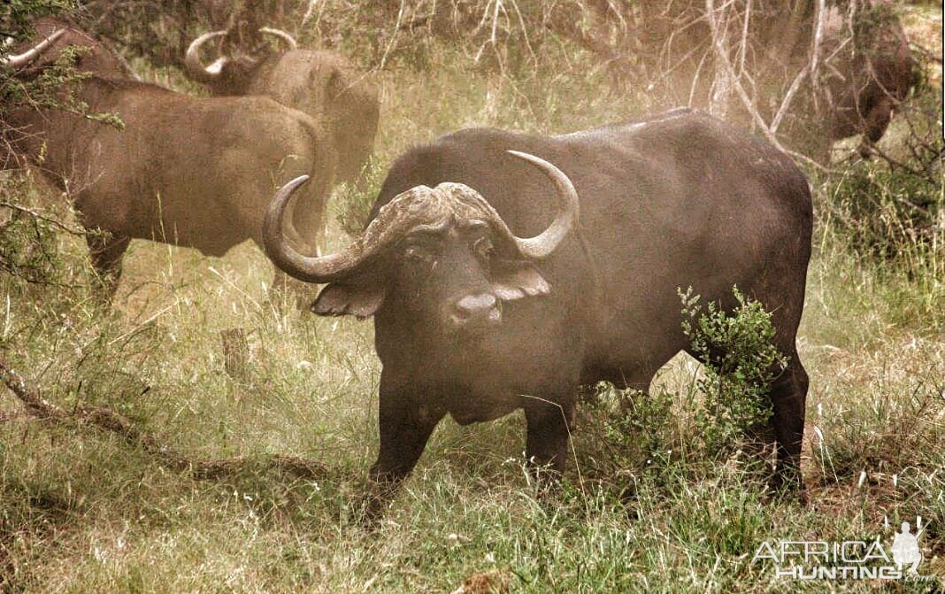 Cape Buffalo South Africa