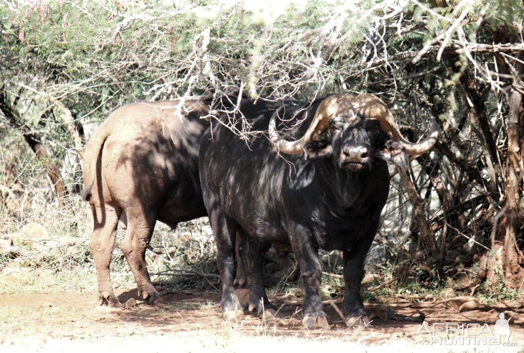 Cape Buffalo South Africa