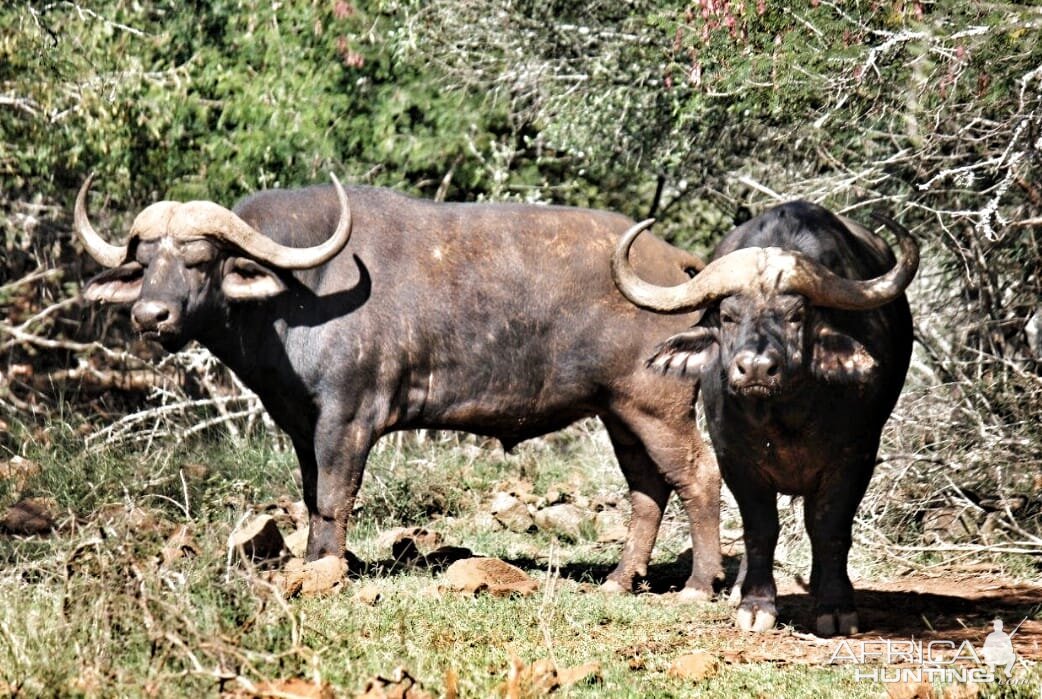 Cape Buffalo South Africa