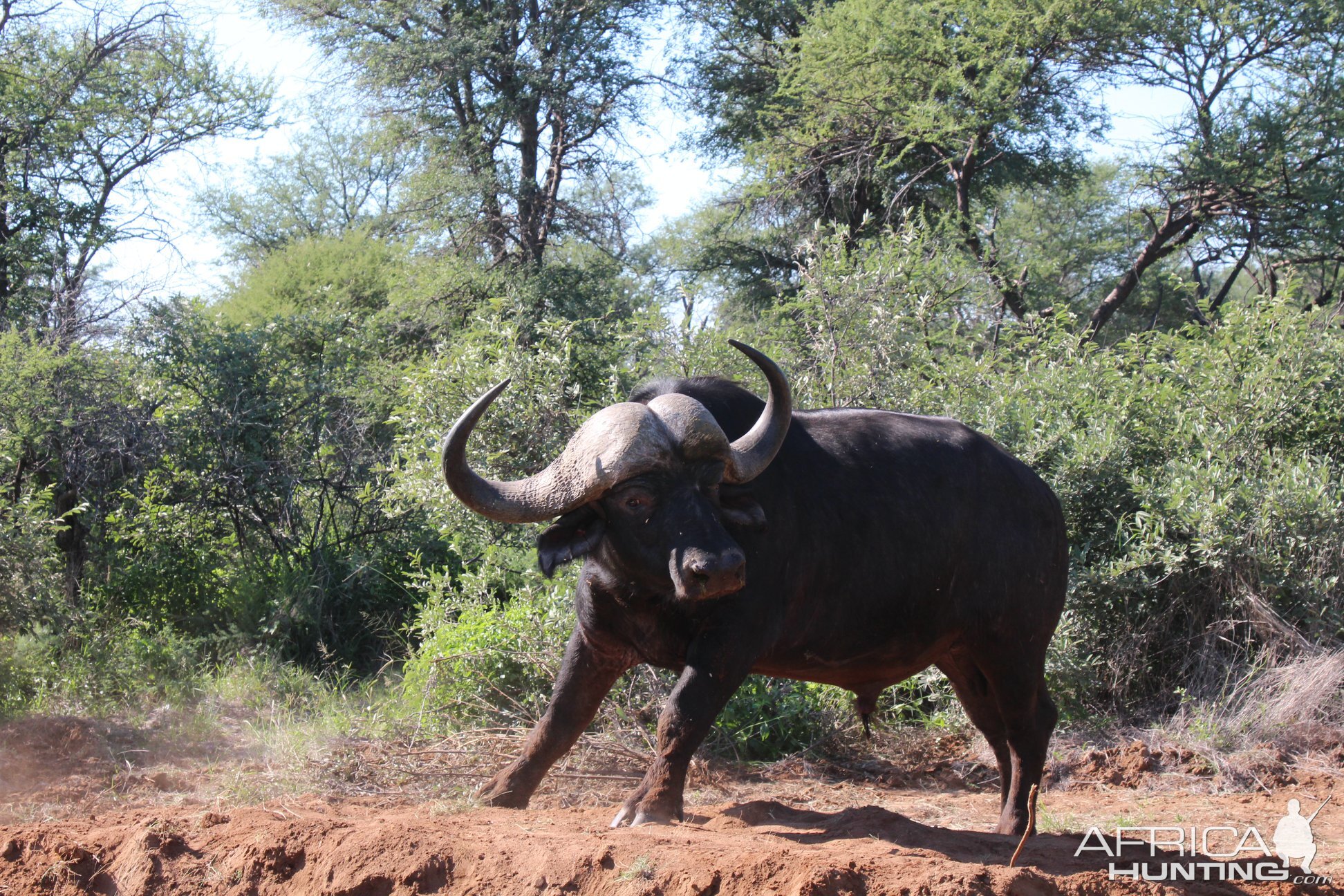 Cape Buffalo South Africa