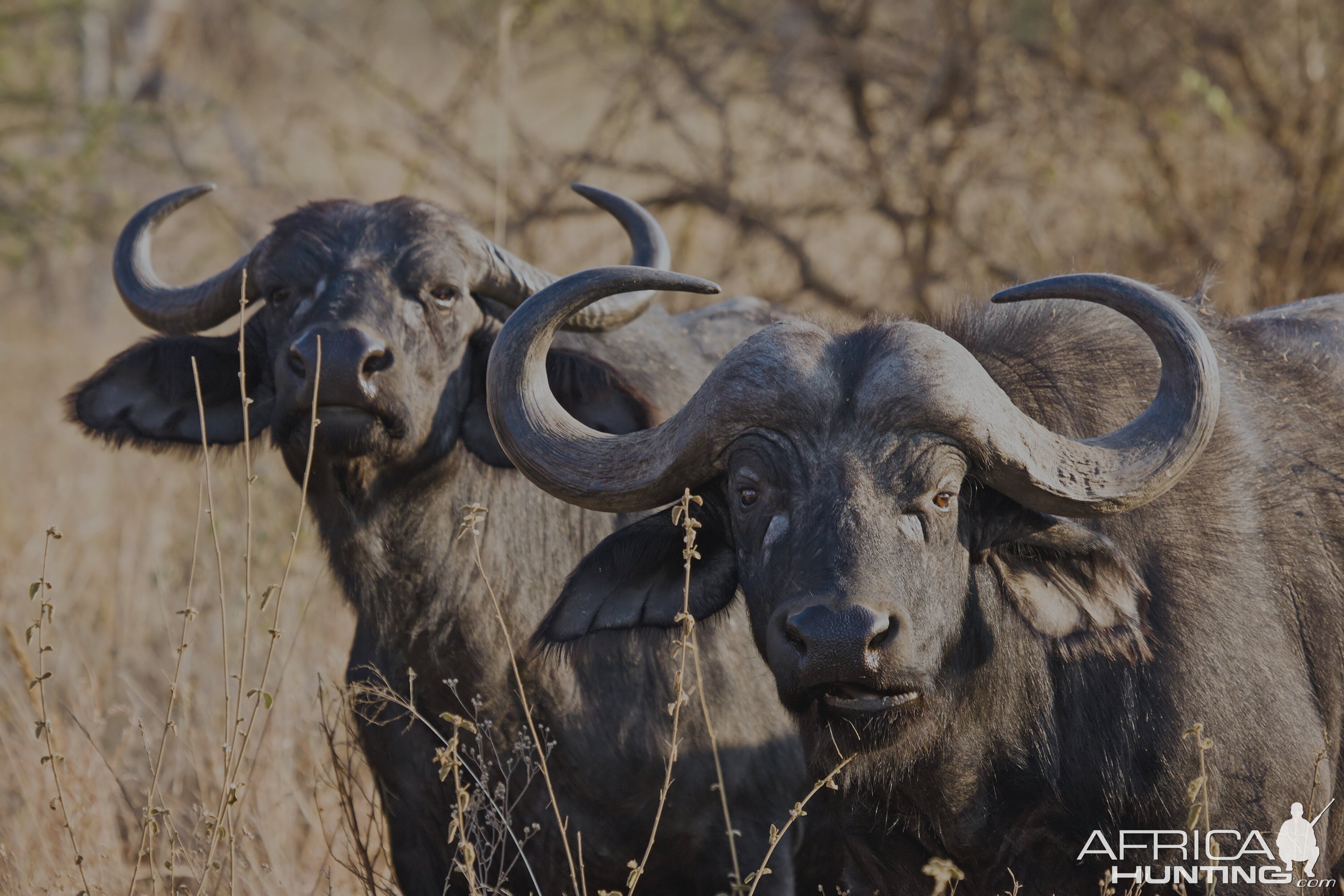 Cape Buffalo South Africa