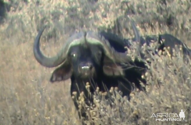 Cape Buffalo South Africa