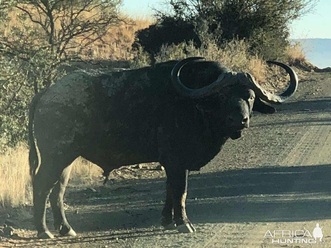 Cape Buffalo South Africa