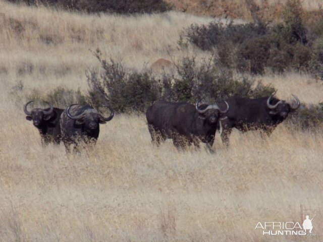 Cape Buffalo South Africa