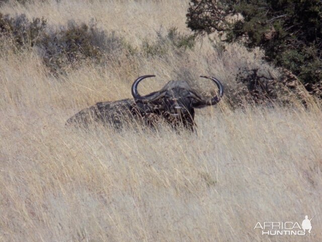 Cape Buffalo South Africa