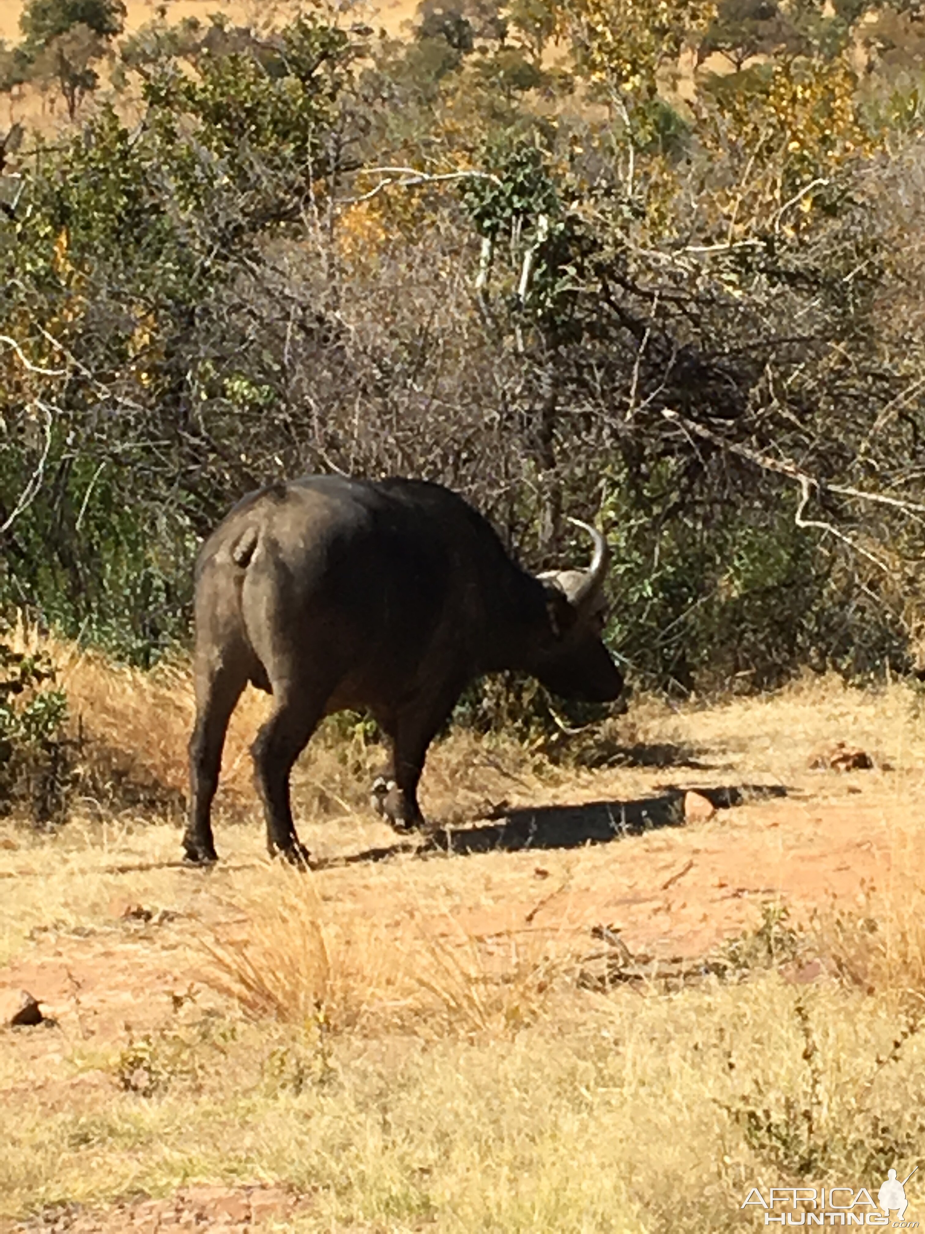 Cape Buffalo South Africa