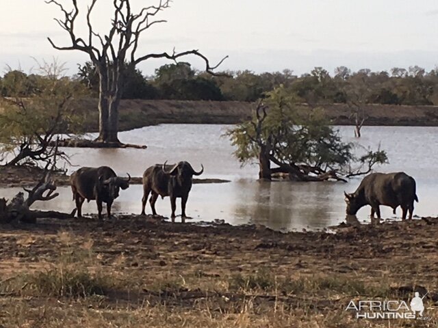 Cape Buffalo South Africa