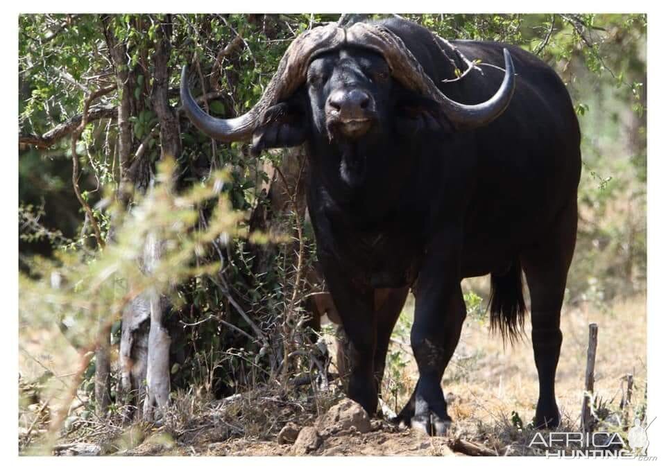 Cape Buffalo South Africa