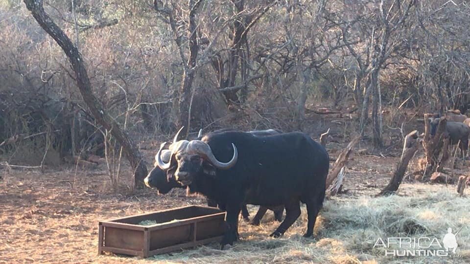 Cape Buffalo South Africa