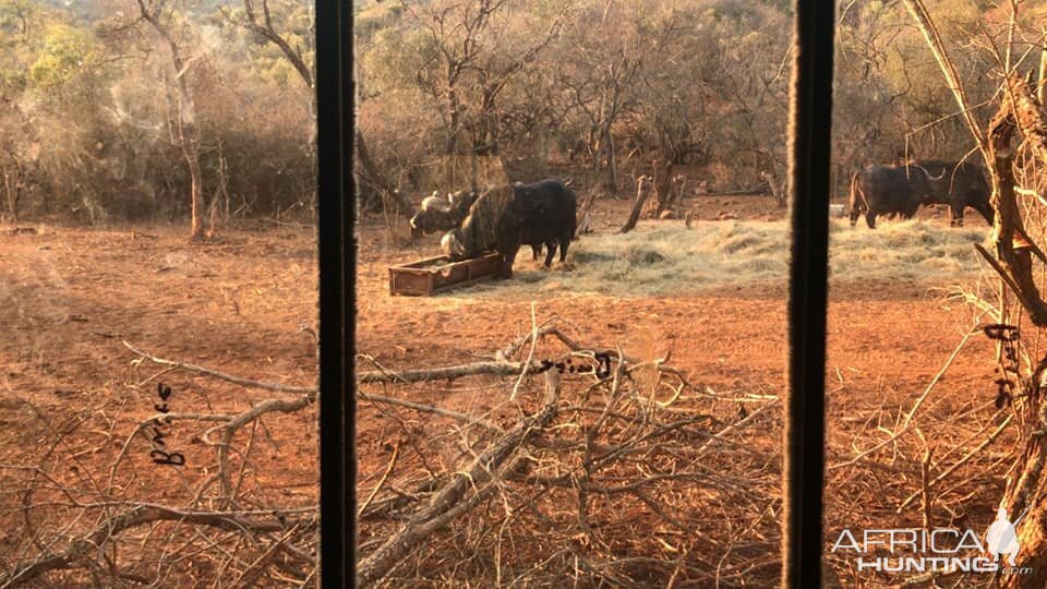 Cape Buffalo South Africa