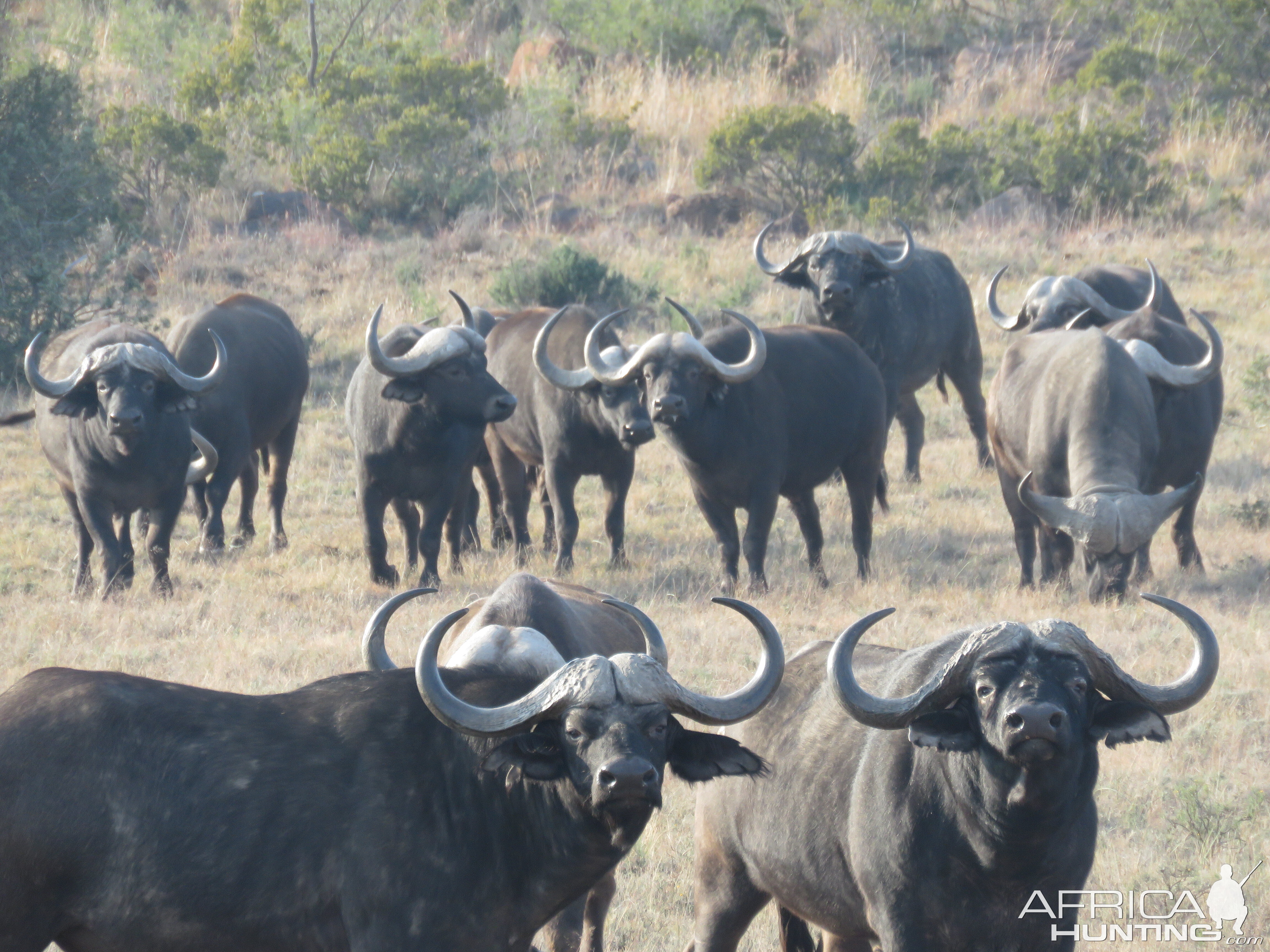 Cape Buffalo South Africa